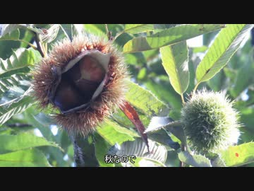 【お外でもぐもぐ】茹で栗【９食目】