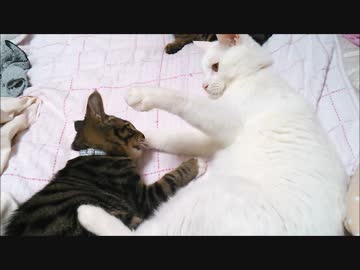 二か月経過　すっかり仲良し猫？