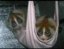 動物名前当てクイズ 哺乳類編