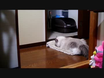 お風呂マットとは闘わないでほしい