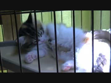 我が家に猫が来た。   二日目