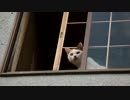 動画が綺麗に撮れたので