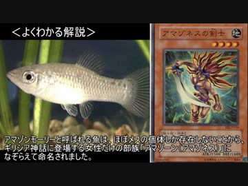 ゆっくり動物雑学「メスしかいない…」