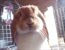 [Rabbit]天使