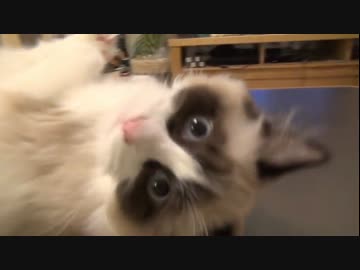 ラグドールのレオ　Vol.42 カード遊びをする猫