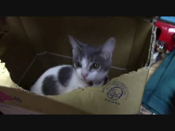 【生後160日】きょうの仔猫【蒼民家の猫々】