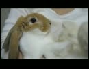 [Rabbit]抱っこ