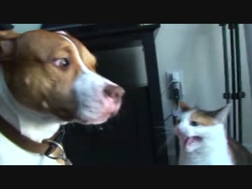 強烈な猫パンチに犬タジタジ！