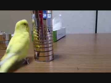 くるくる回るぴーちゃん動画