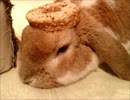 [Rabbit]遊び中