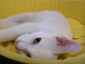 うちのぬこ様がうにうにしてるだけ
