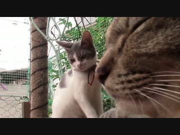 【生後161日】きょうの仔猫【蒼民家の猫々】