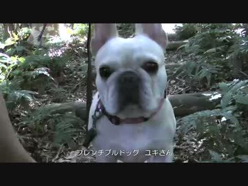 本日のソロキャンプ　すき焼き 関西風