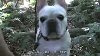 本日のソロキャンプ　すき焼き 関西風