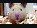 【第22回】キンクマハムスター「ひま」、にらめっこ勝負だお！