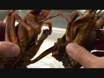 トリスタン島産の伊勢海老香る御味噌汁