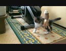 子猫をもらってきた【リンちゃん】①