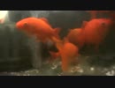 錦鯉と金魚の池　水中カメラテスト