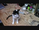 【生後161日】きょうの仔猫_B【蒼民家の猫々】
