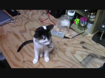 【生後161日】きょうの仔猫_B【蒼民家の猫々】