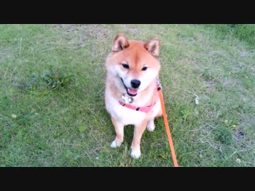 柴犬　はな　練習