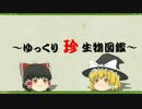 ～ゆっくり　珍　生物図鑑～　第6回　アギトアリ属