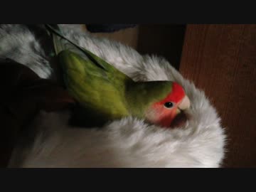 モフモフに魅了されたインコ