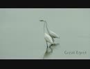 【鳥さんぽ】アメリカ、オレゴン州の野鳥2