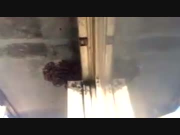 【画伯にゃん】スズメバチに刺される画伯にゃん【アナフィラキシー】