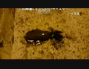 秋のアオリイカちゃん釣れたので記念に