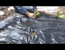 市民農園を借りて野菜を作ってみる【４週目】
