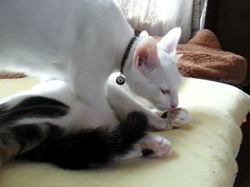 かぼちゃんもうにうに