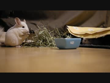 チンチラのパパと赤ちゃん牧草を(´～｀)ﾓｸﾞﾓｸﾞ