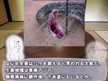 やる夫で学ぶ巨大生物２【アナコンダvsアミメニシキヘビ】