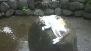 気性の荒い三毛猫のまたたびの酔いっぷりが芸の域に突入