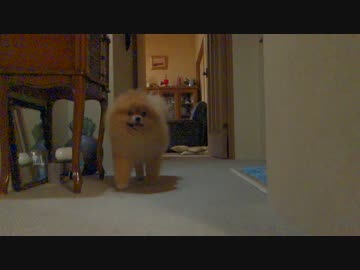 毛玉が来る！カメラの前をスルーするポメラニアン