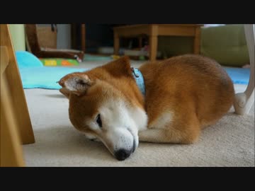 柴犬ひかいちと猫ミルキー　お昼寝中　