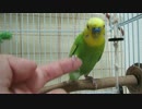 セキセイ　はこべpart15　あくしゅもかんぺきでしゅ