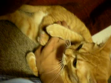 拾いねこ＠生後817/784日　はむっとアコにょん