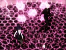 【ＭＭＤいぬぼく】4号室の二人でＥＬＥＣＴ【妖狐×僕SS】