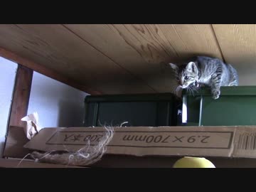 【生後162日】きょうの仔猫_B【蒼民家の猫々】