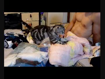 【レオ★ララ】 帰る準備をする息子に甘える猫