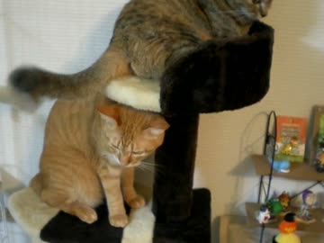 拾いねこ＠生後818/785日　タワー好きな月音さんとそうでもないアコさん