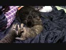 【生後162日】きょうの仔猫_C【蒼民家の猫々】