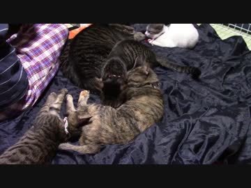 【生後162日】きょうの仔猫_C【蒼民家の猫々】