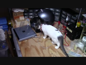 【生後163日】きょうの仔猫【蒼民家の猫々】