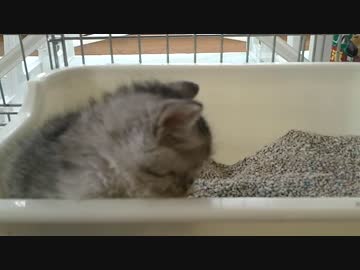 実家の車庫で保護した子猫　1週間ぶりに帰って変わっていた事