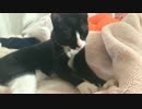 【テスト投稿】ふみふみ♪