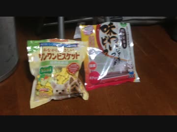 シバイヌ、どっち！？