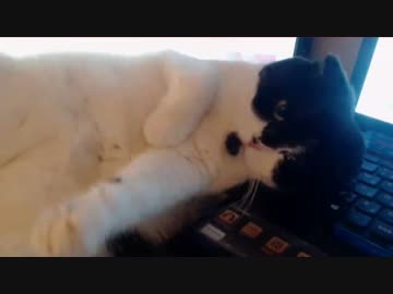 飼い猫の塩対応